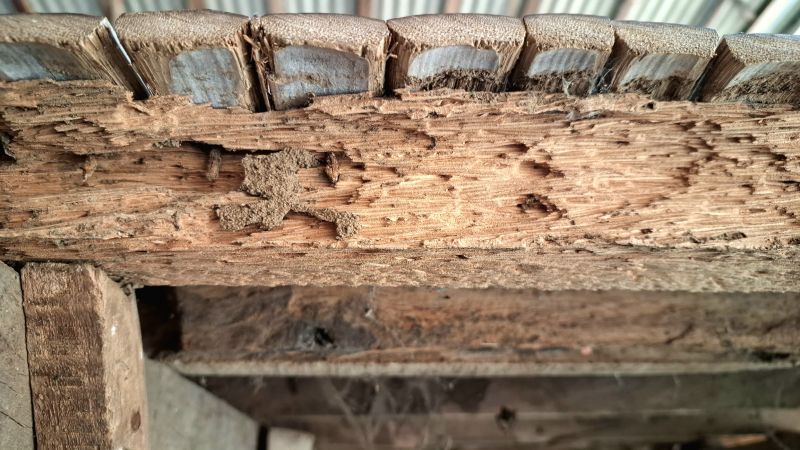 Structural Wood Repair