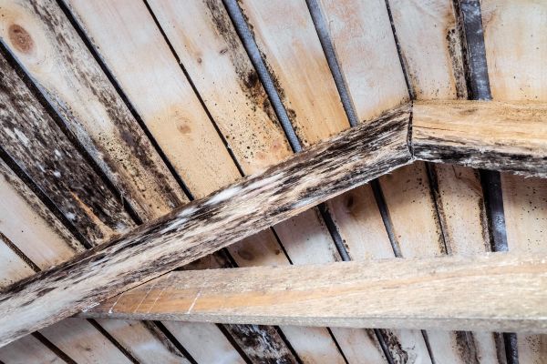 Rotted Joist Repair in Albany